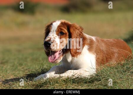 Welsh Springer Spaniel Welpen Stockfoto