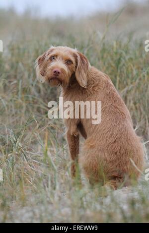 sitzen Drahthaar Magyar Vizsla Stockfoto