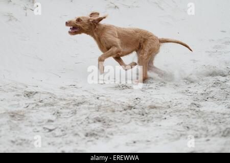 Drahthaar Magyar Vizsla ausgeführt Stockfoto