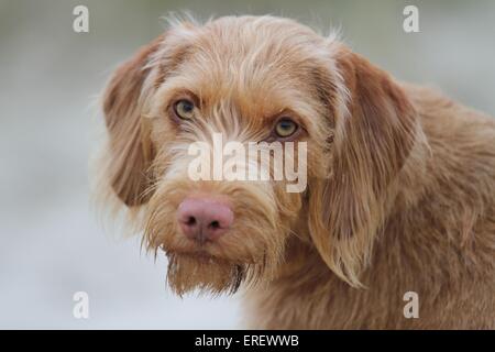 Drahthaar Magyar Vizsla-Porträt Stockfoto