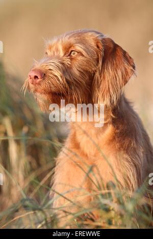 Drahthaar Magyar Vizsla-Porträt Stockfoto