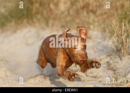 Drahthaar Magyar Vizsla ausgeführt Stockfoto