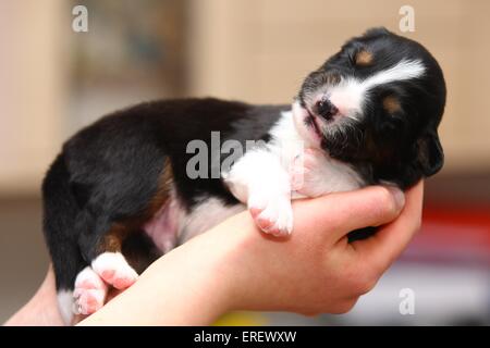 Australian Shepherd Baby Stockfoto