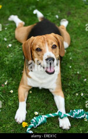 Beagle liegend Stockfoto