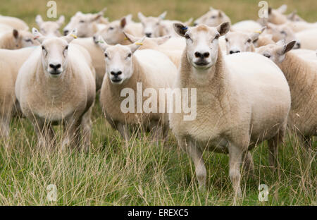 Lleyn Schafe, ein Waliser Hochland-Rasse, in Weiden. UK Stockfoto