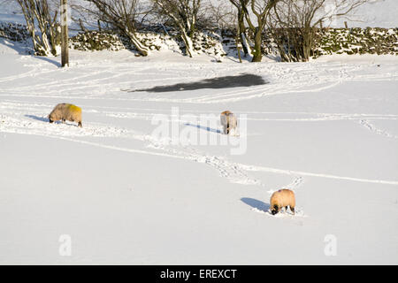 Swaledale Schafen im Schnee auf der Suche nach Rasen unter dem Schnee, Yorkshire, Großbritannien. Stockfoto