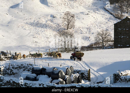 Bauer auf einem Quad-Bike unter Futtermittel für Schafe im Winter nach einem Schneesturm, Swaledale, UK. Stockfoto