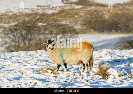 Swaledale Schafen im Schnee, Yorkshire Dales, UK. Stockfoto