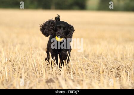 English Cocker Spaniel zu spielen Stockfoto