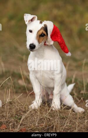 Jack Russell Terrier sitzend Stockfoto
