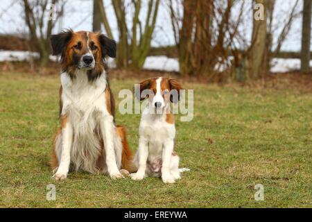 Home Vereniging Het Nederlandse Kooikerhondje