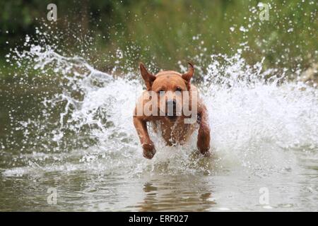 Labrador Retriever laufen Stockfoto