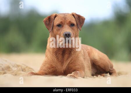 Labrador Retriever liegend Stockfoto