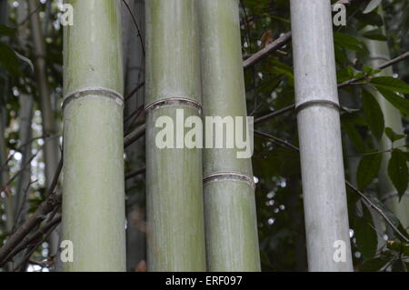 Japanische Bambus Phyllostachys Aurea Koi Holz Hochwald Japan gerade verlässt Stockfoto