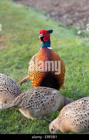 Phasianus Colchicus. Männlicher Fasan umgeben von Weibchen in einem schottischen Garten Stockfoto