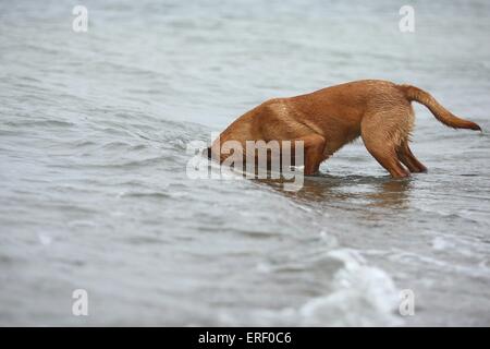 Labrador Retriever Baden Stockfoto