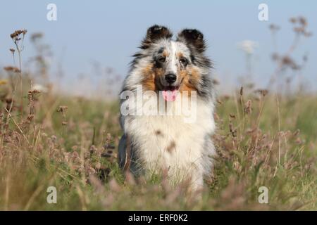 Shetland Sheepdog sitzen Stockfoto