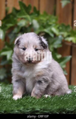 Sheltie Welpen Stockfoto