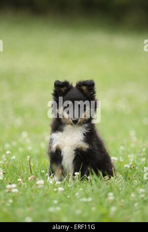 Sheltie Welpen Stockfoto