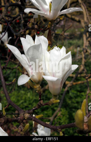 MAGNOLIA ALBA IN BLÜTE Stockfoto