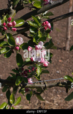 BLÜTE DER ENGLISCHEN APFEL JAMES GRIEVE. Stockfoto