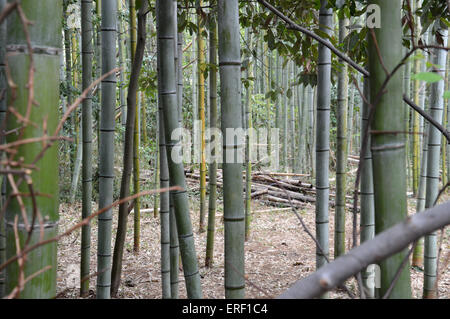Japanische Bambus Phyllostachys Aurea Koi Holz Hochwald Japan gerade verlässt Stockfoto