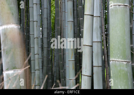 Japanische Bambus Phyllostachys Aurea Koi Stockfoto