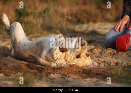 rollende Labrador Retriever Stockfoto