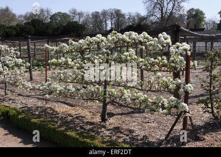 SPALIER BIRNE BAUM IN VOLLER BLÜTE. Stockfoto