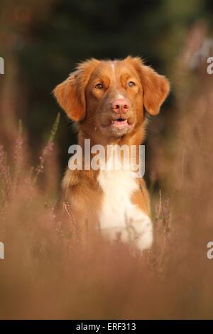 Nova Scotia Duck Tolling Retriever Stockfoto