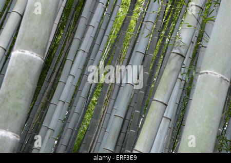Japanische Bambus Phyllostachys Aurea Koi Stockfoto