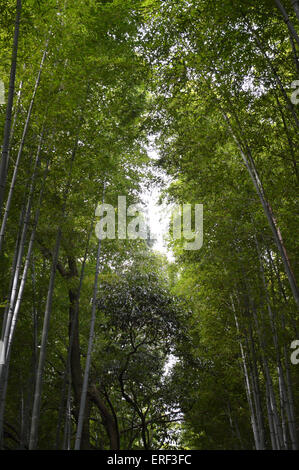 Japanische Bambus Phyllostachys Aurea Koi Holz Hochwald Japan gerade verlässt Stockfoto