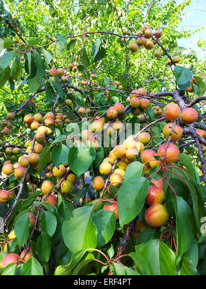 Reife Aprikosen auf Ast im Garten Stockfoto