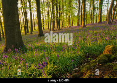 Bluebell Wald, Hampshire, England, UK Stockfoto