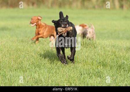 Hunde Stockfoto