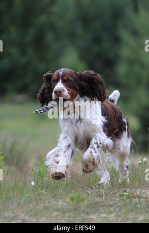 Englisch Springer Spaniel spielen Stockfoto