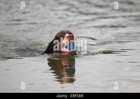 Abrufen von English Springer Spaniel Stockfoto