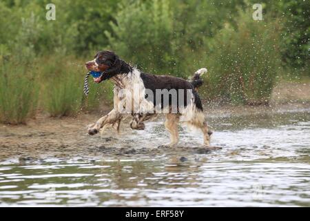 Englisch Springer Spaniel spielen Stockfoto