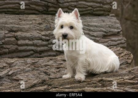 West Highland White Terrier sitzend Stockfoto