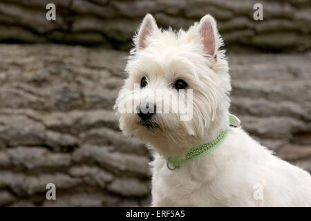 West Highland White Terrier Portrait Stockfoto