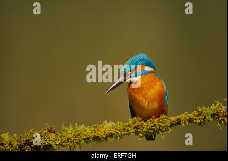 Eisvogel, Alcedo Atthis, Worcestershire, England, UK Stockfoto