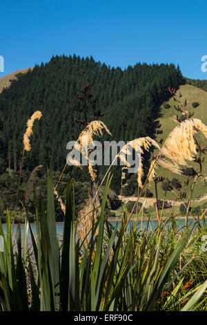 Austroderia Pflanze, die an der Küste bei Cable Bay, Marlborough, Neuseeland. Stockfoto