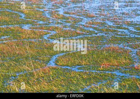 Hintergrund der Grünalgen und Wasser im Sumpf Stockfoto