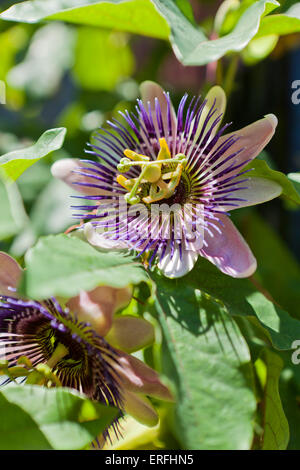 Passionsblume (Passiflora) in voller Blüte Stockfoto