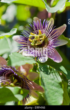 Passionsblume (Passiflora) in voller Blüte Stockfoto