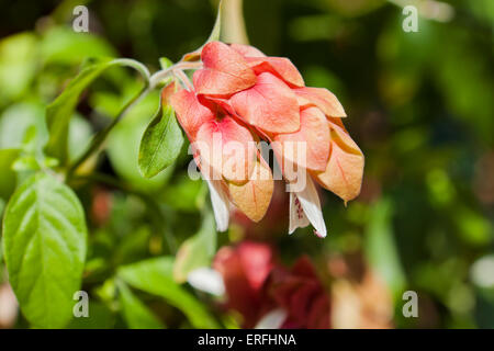 Garnelen-Pflanze (Justicia Brandegeeana) Stockfoto