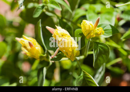 Golden Garnelen Pflanze (Pachystachys Lutea) Stockfoto