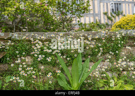 Great Dixter House und Gärten. Northiam, Roggen. East Sussex. England. UK Stockfoto