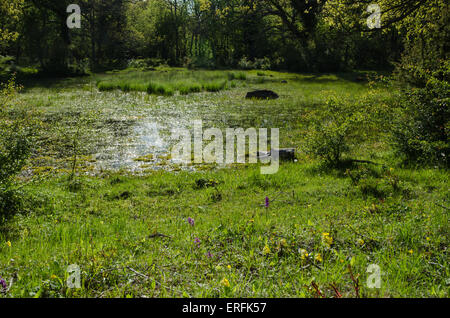 Frische grüne Landschaft mit üppiger Vegetation und Blumen in einem kleinen Teich im Frühjahr Stockfoto