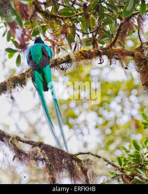 Resplendent Quetzal, Mirador de Quetzales, Cerro De La Muerte, Costa Rica. Stockfoto